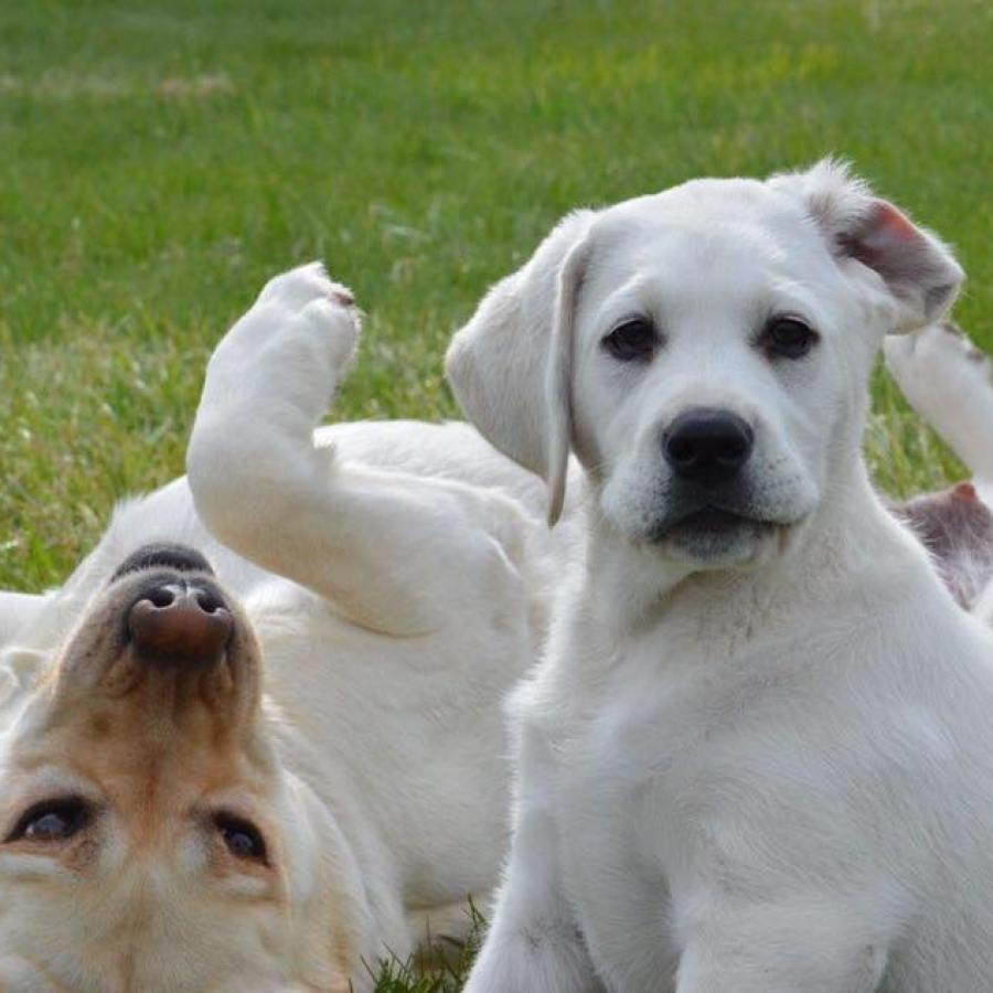 18622583_805555029602014_6573916877915331753_n