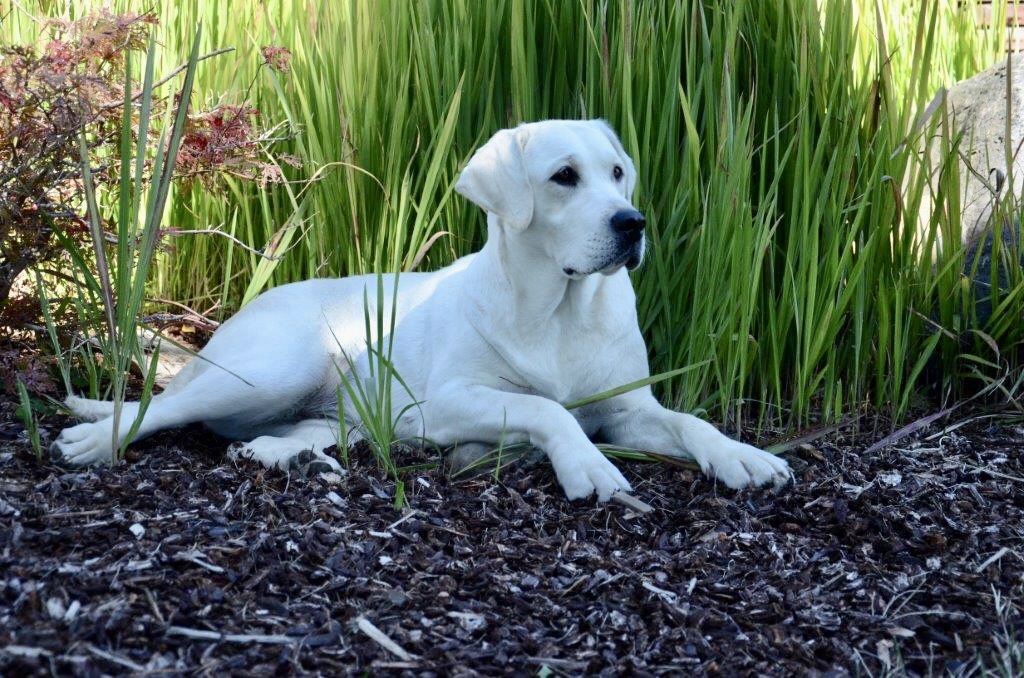 Lily Carver Labradors of Washington