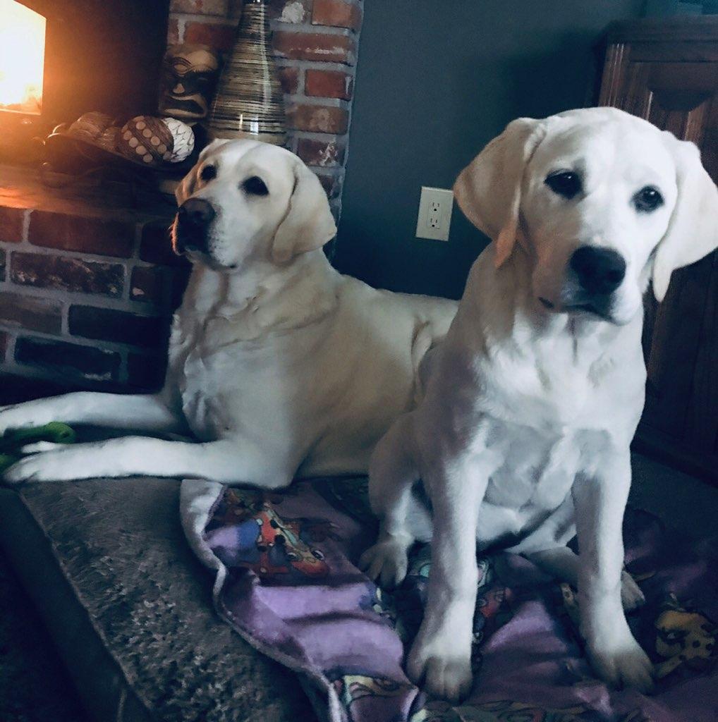 Lily Carver Labradors of Washington
